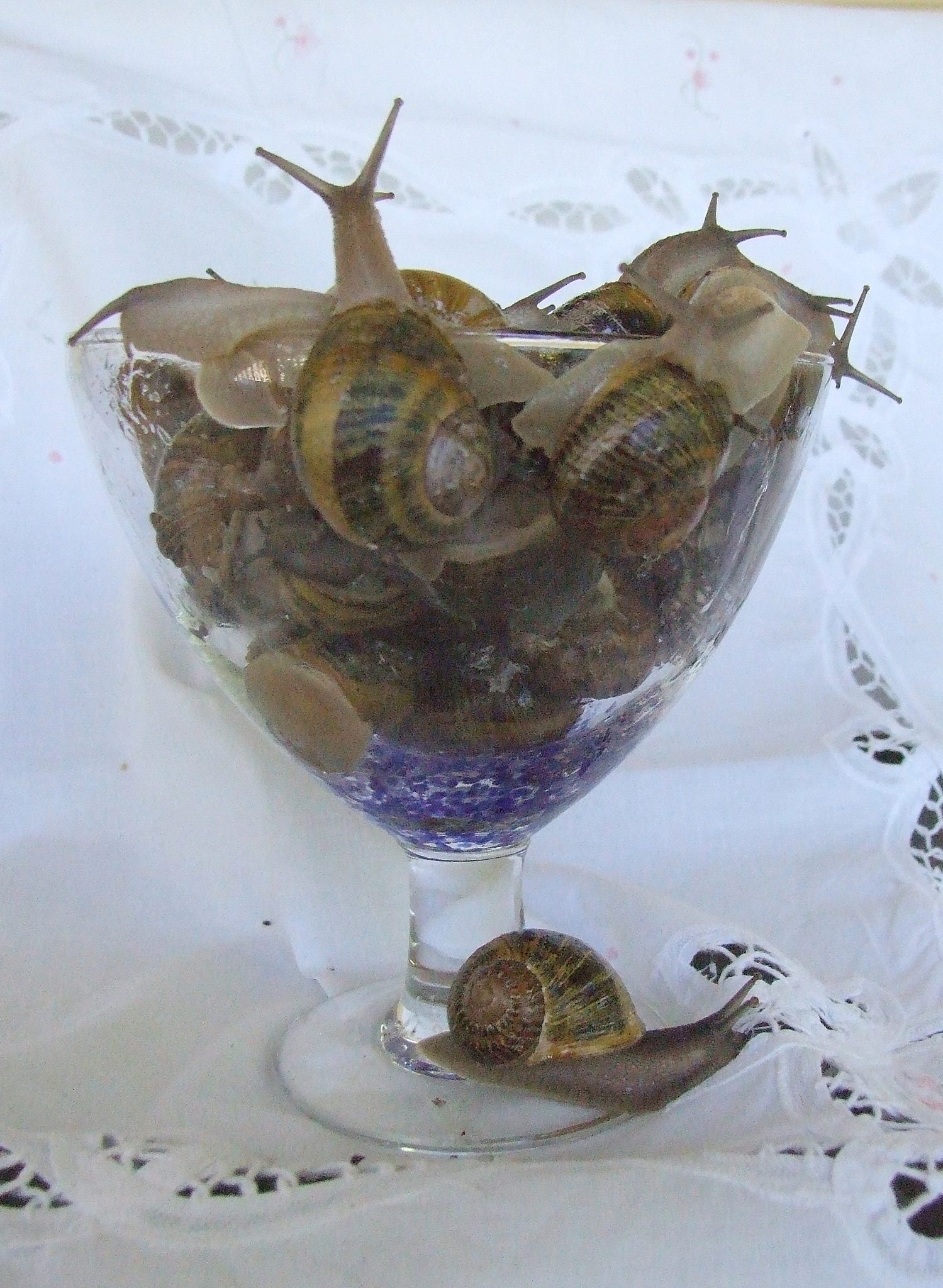 Glasshouse Gourmet Snails