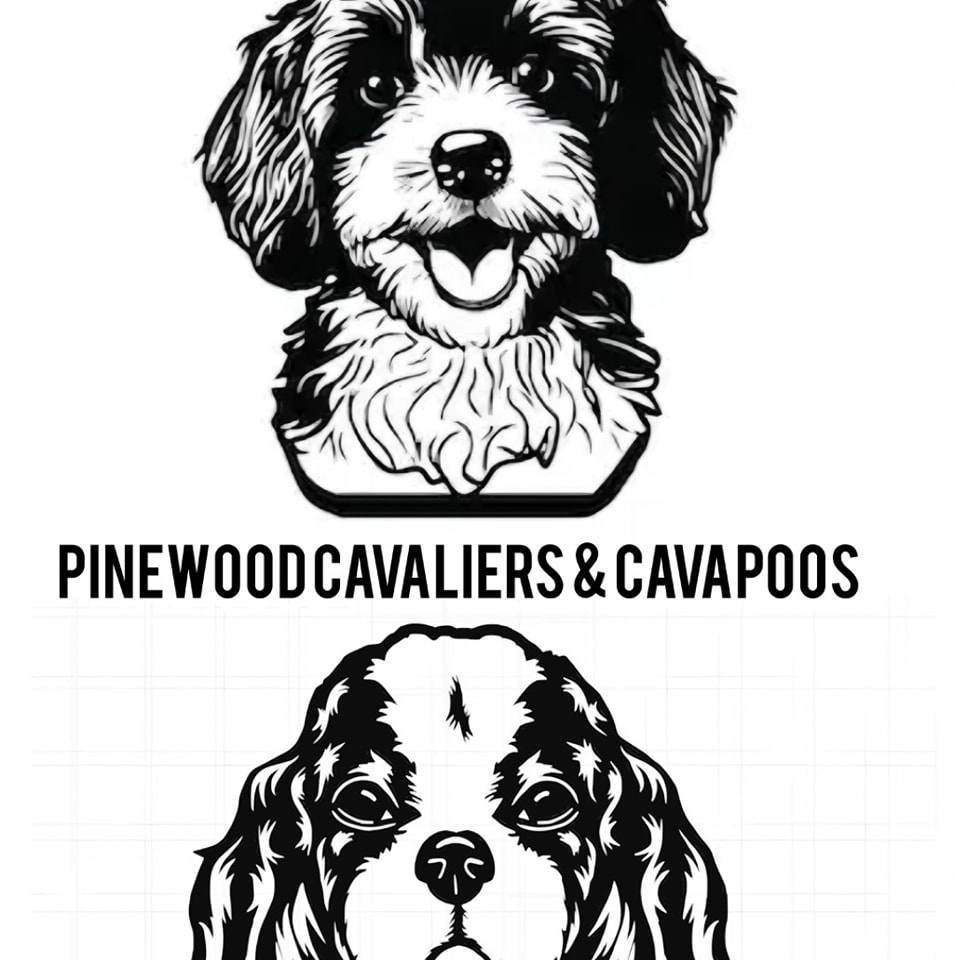 Pinewood Cavalier King Charles Spaniel & Cavapoo