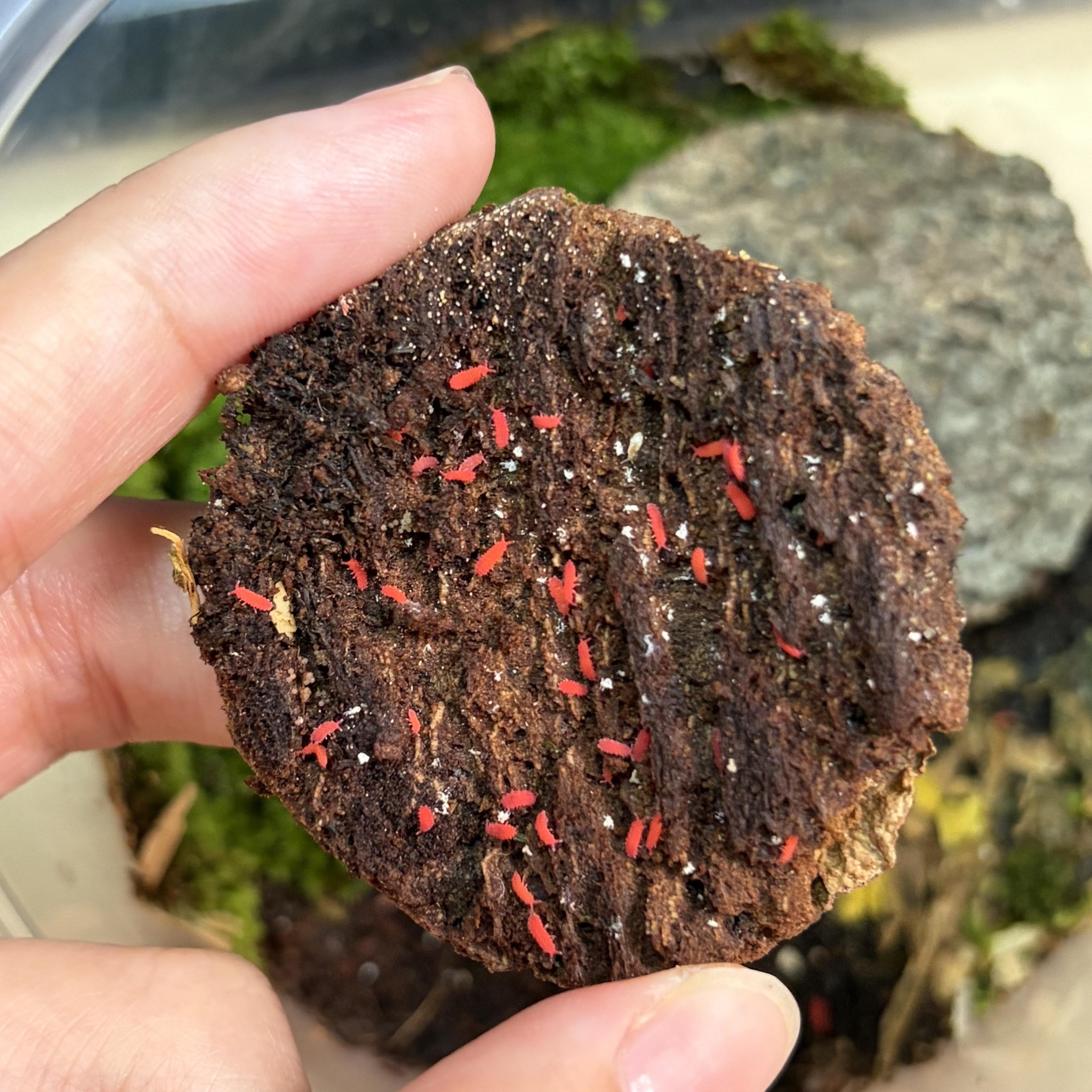 Chợ Springtail | Facebook