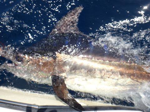 Come Fish Panama