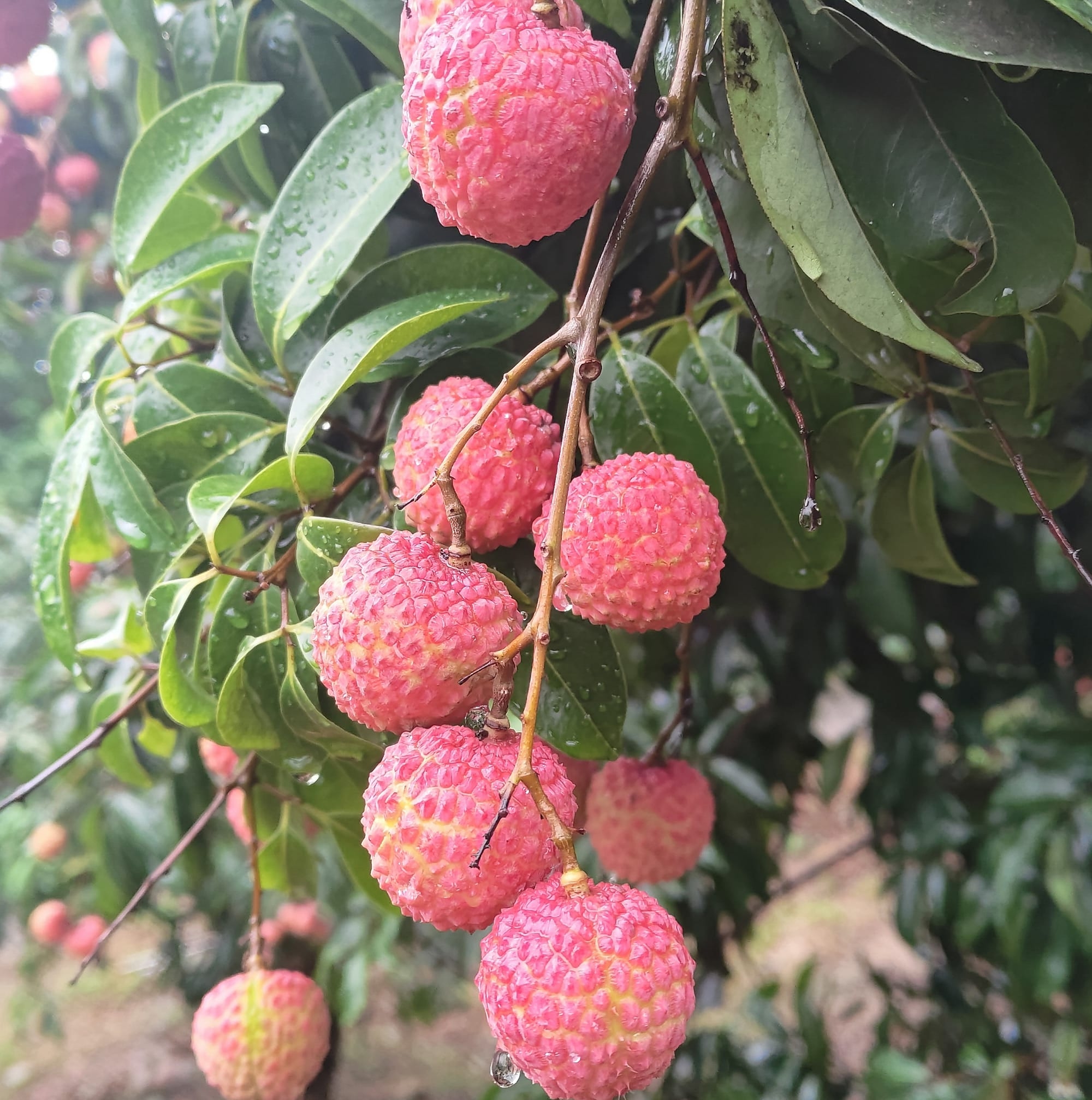 新竹-風谷農場