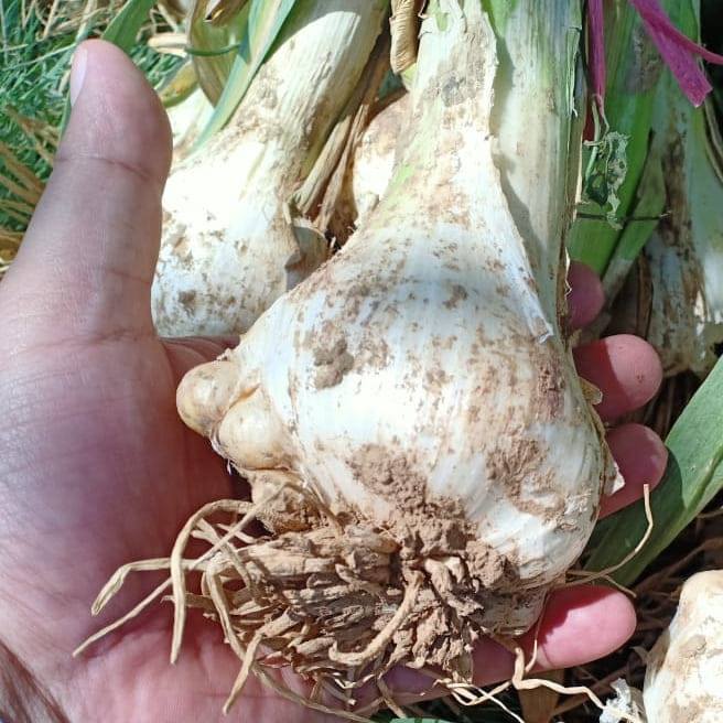 Pothohar G1 Farm | Rawalpindi