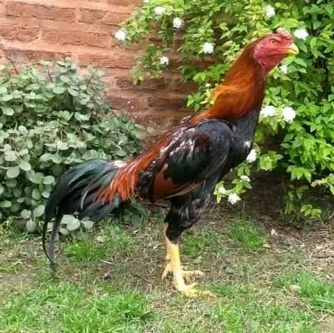 Gallos medd