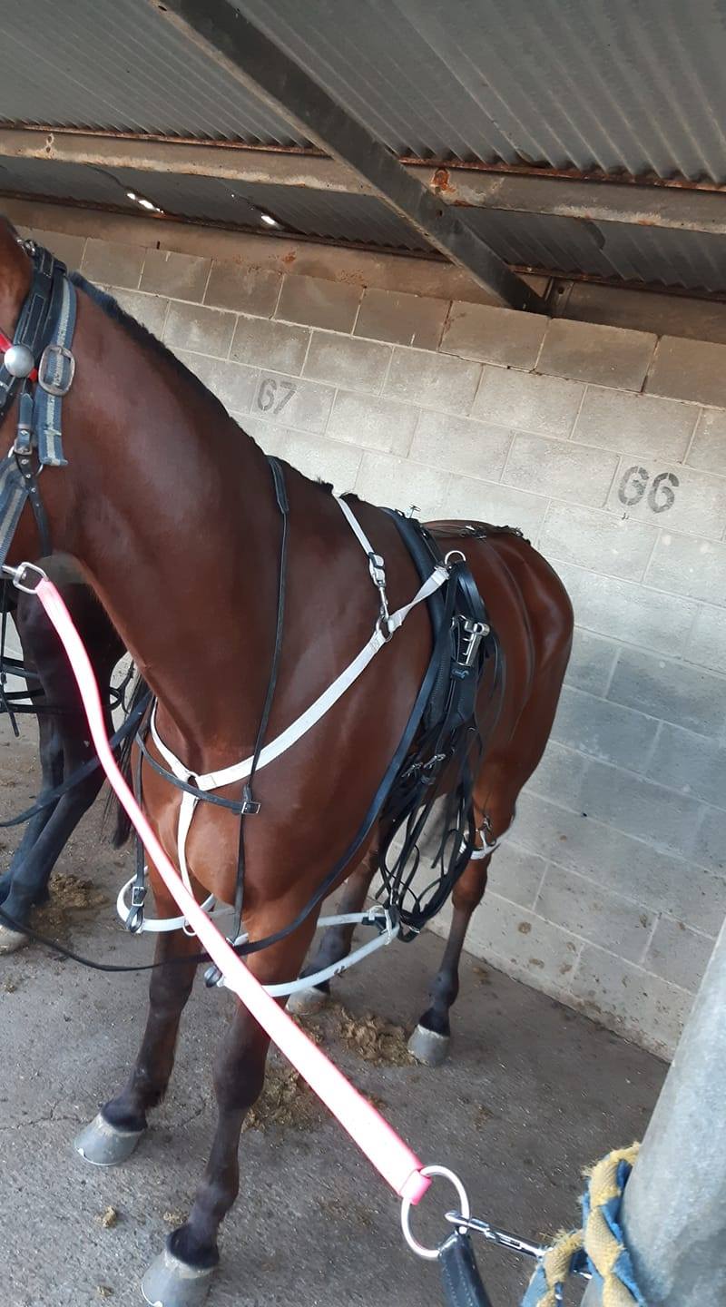 Red Dog Racing | Kearsley NSW