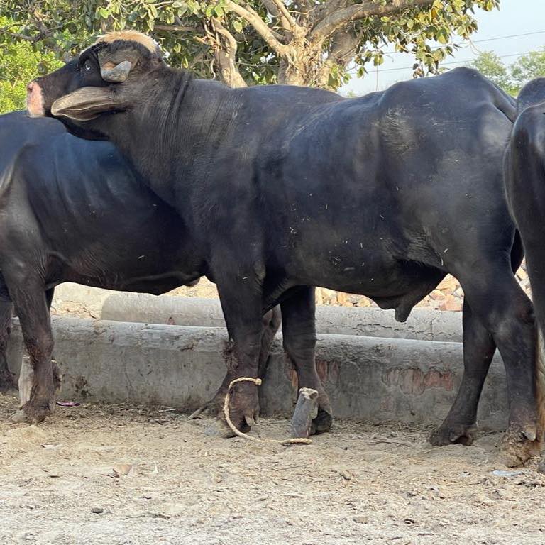 Breed of Pir Nawab Shah Bodla