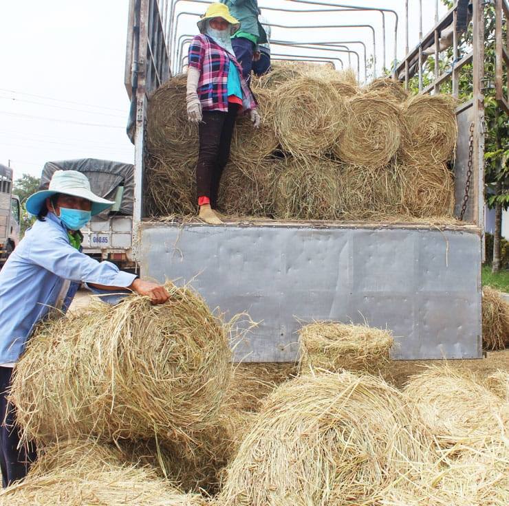 Chuyên Cung Cấp Rơm Bò,Rơm Tủ Cây