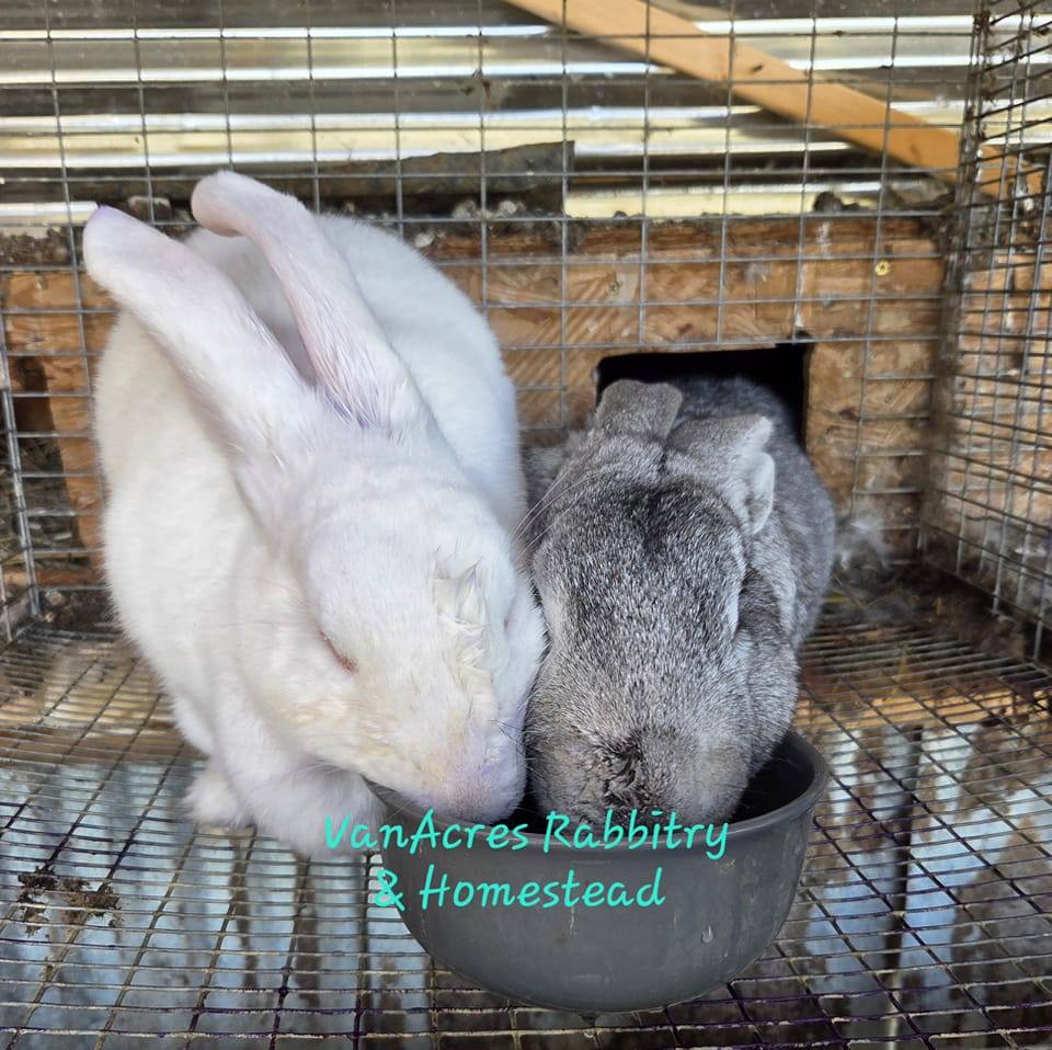 Giant Flemish Rabbit | Non Pedigreed Flemish giants | Facebook