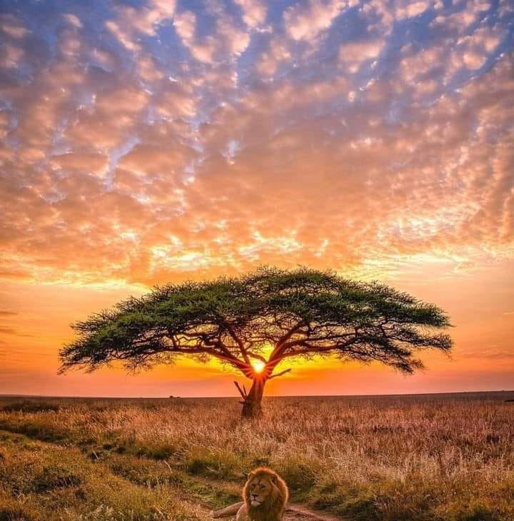 الشمس - Th sun