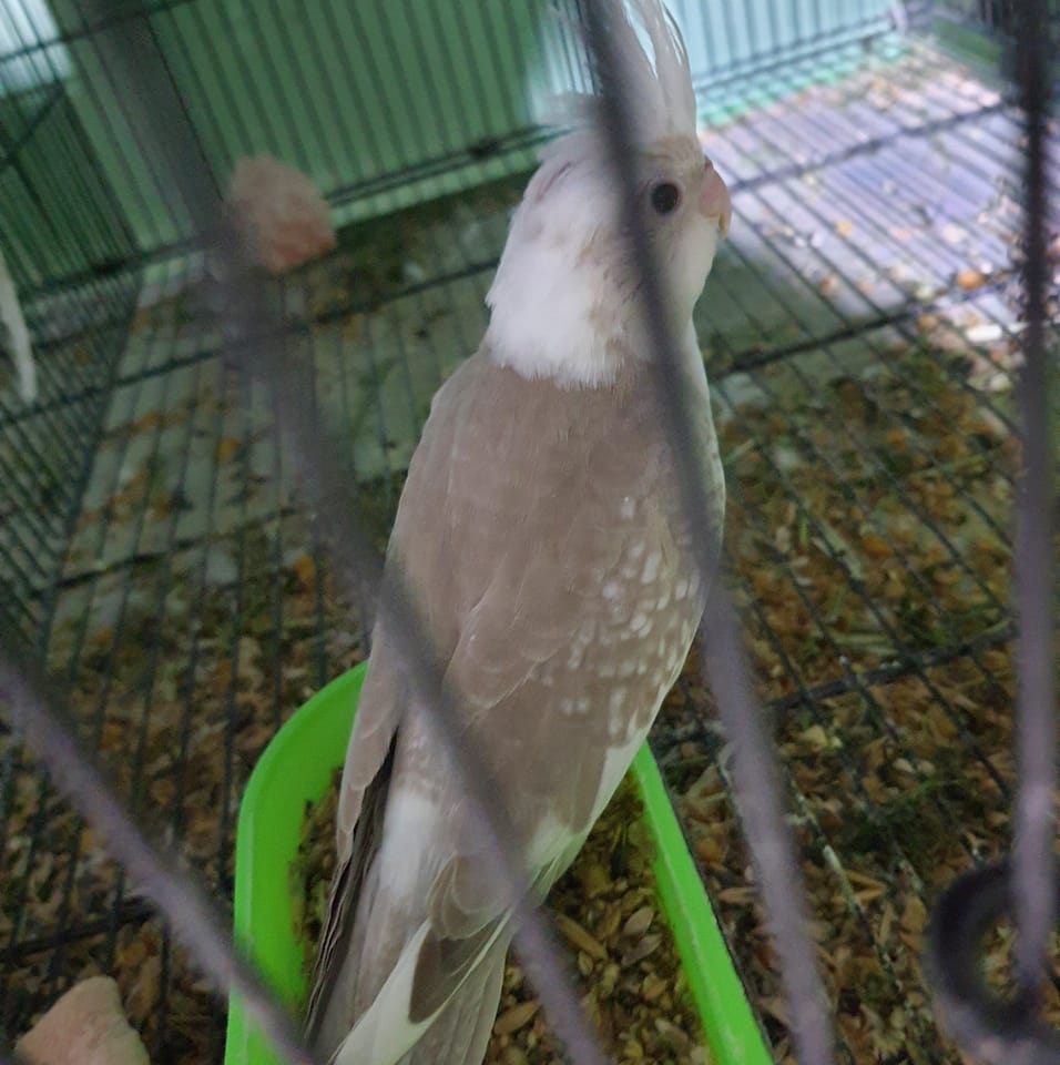 Mir Aslam birds collection