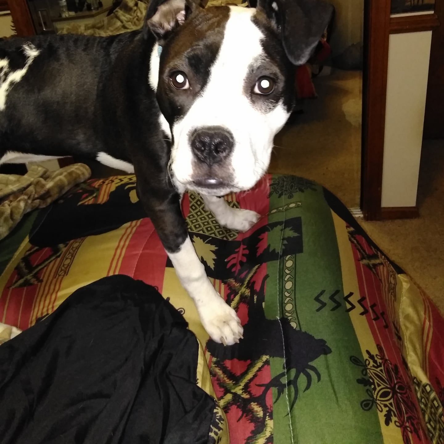 Boxer and pitbull dogs