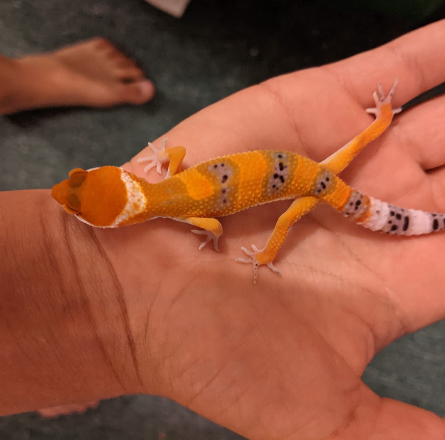 Geckos from the get go | Fairwater WI