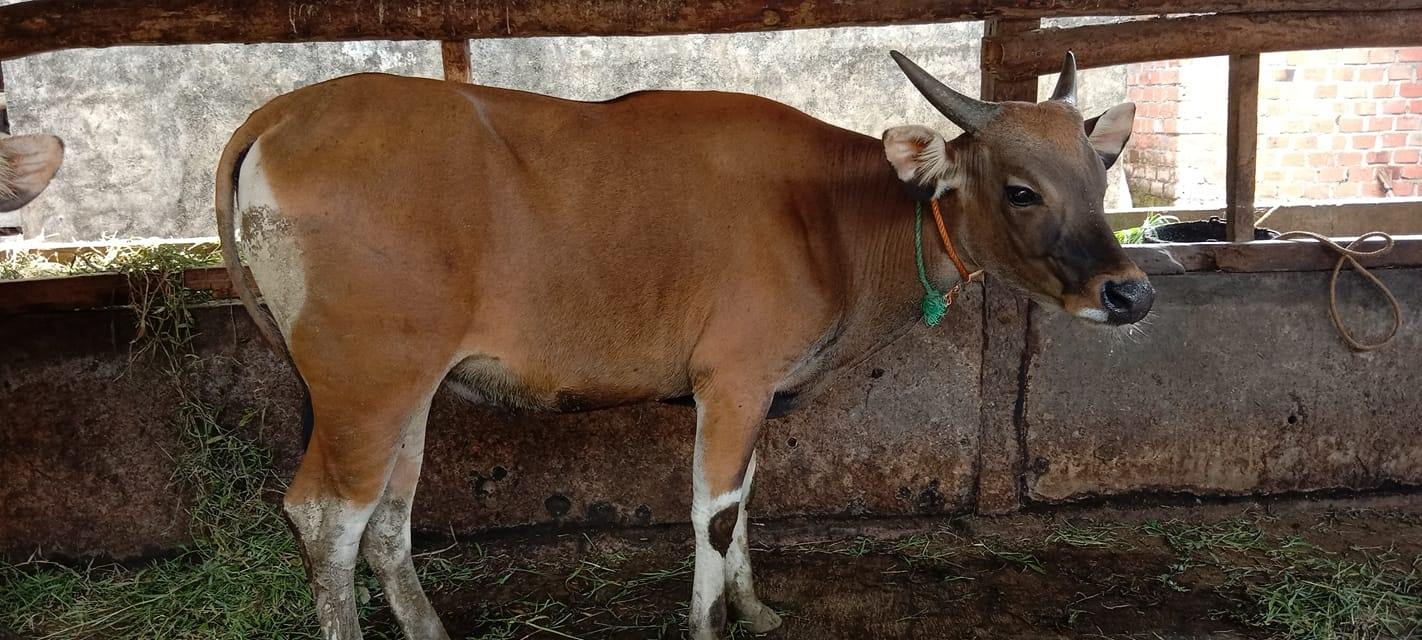 Jual Sapi Bali Wilayah Llg dan Musi Rawas