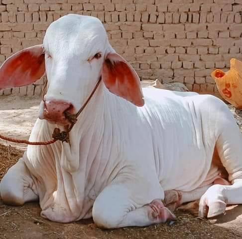 Faeez cattle farm