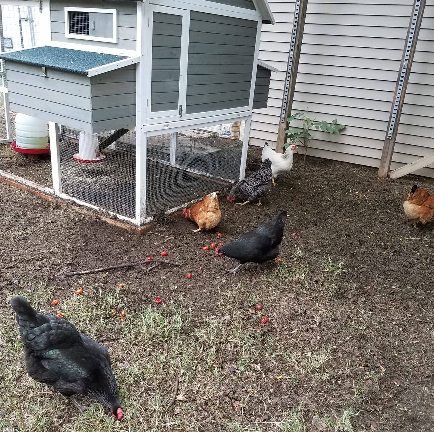 B&S Chicken Ranch