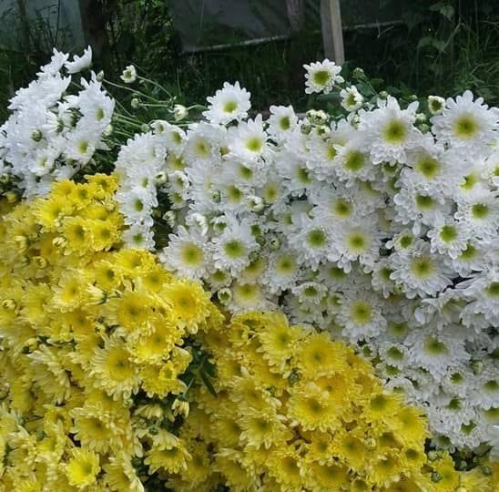 Cut flowers | Tublay