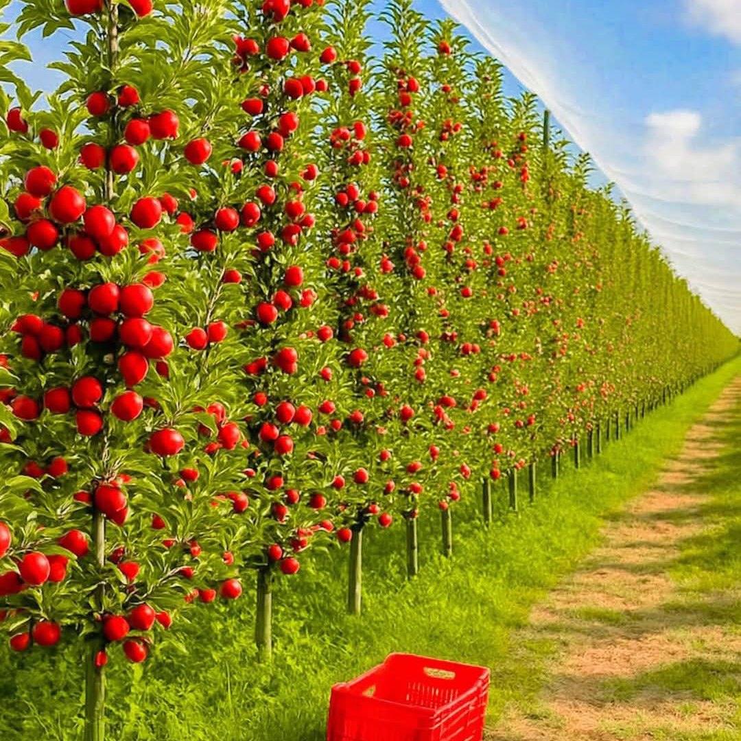 Parray PLANT HUB. | Kulgam