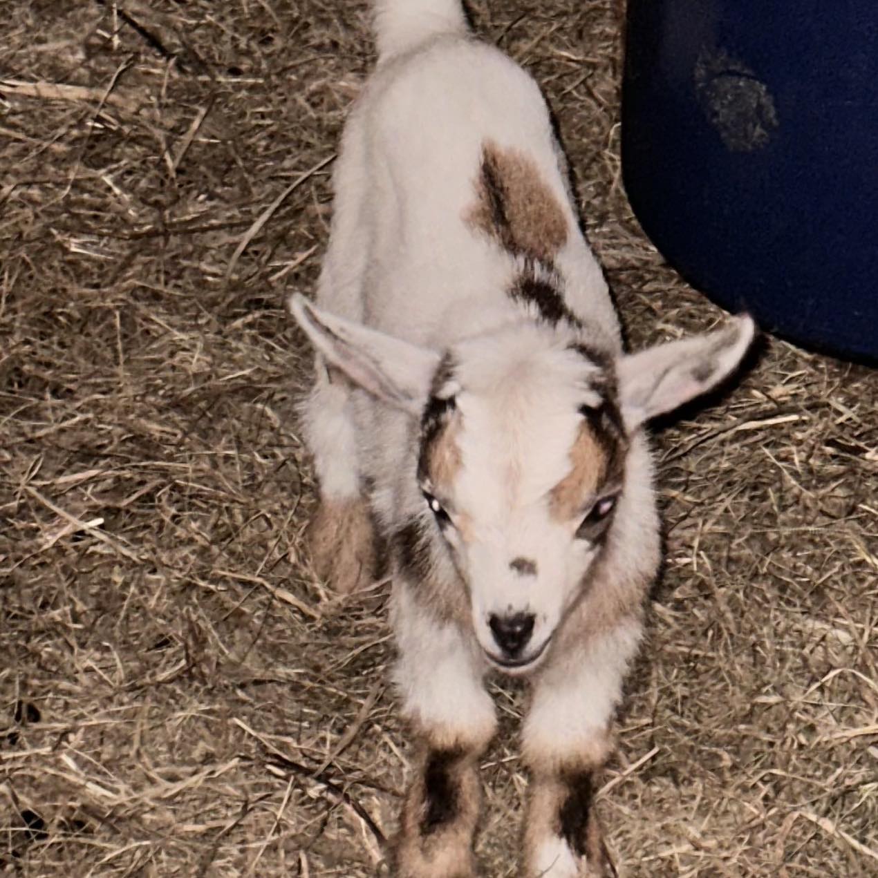 Hawk Ridge Farm