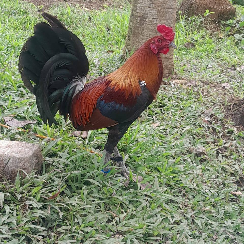 JCAP Gamefarm