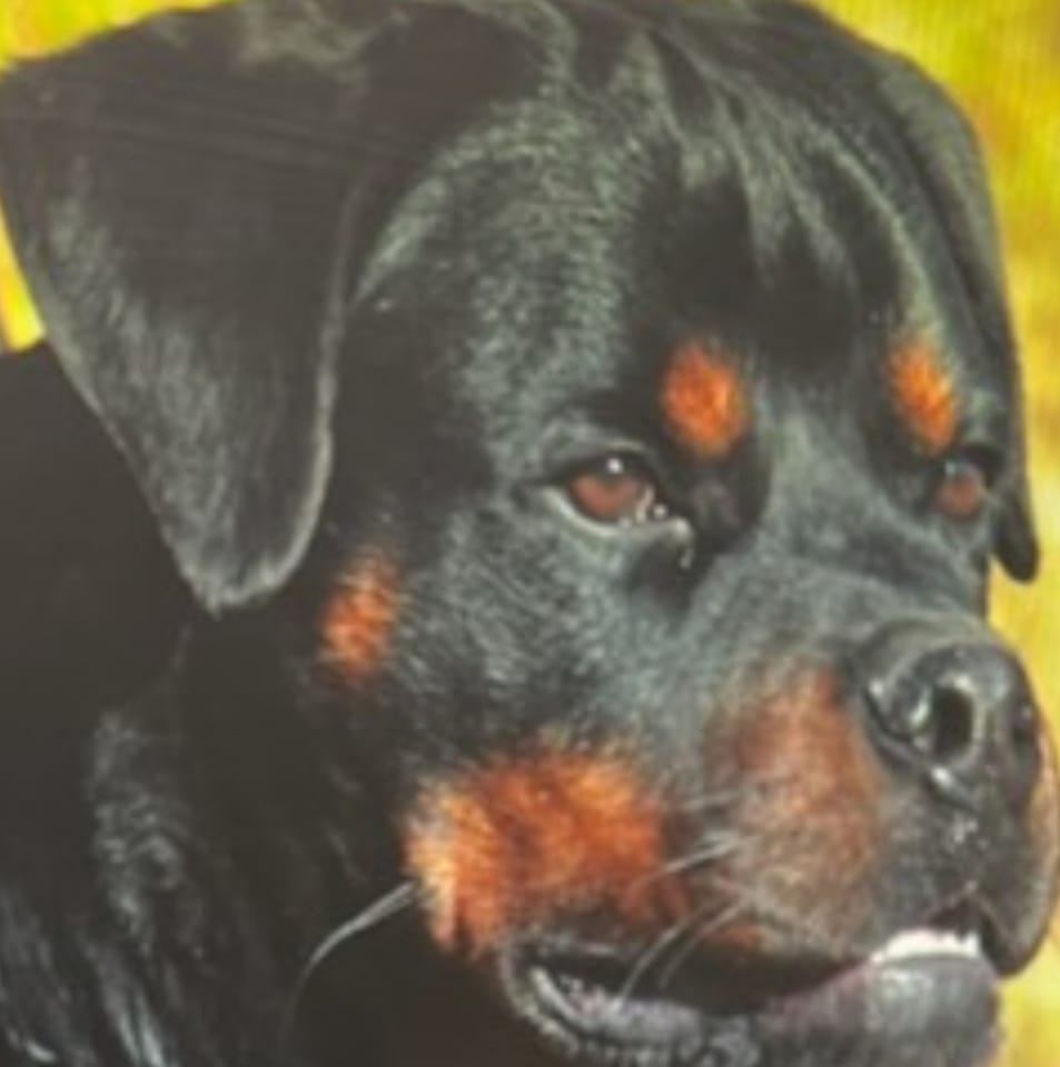 Butler Rottweilers of Mississippi