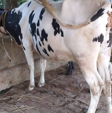 রাকিব ডেইরী ফার্ম