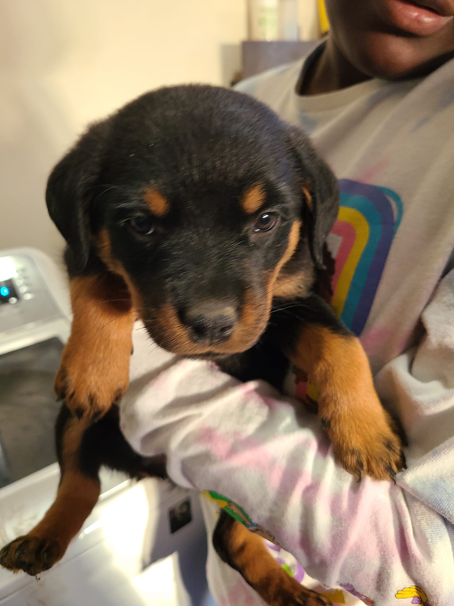 Sasha's rottie pups | Virginia Beach VA