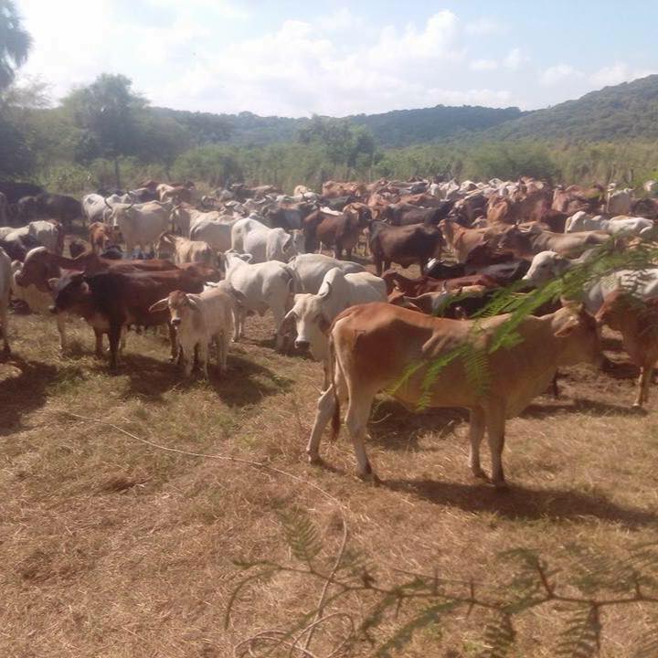 Rancho la ceiba sinaloa