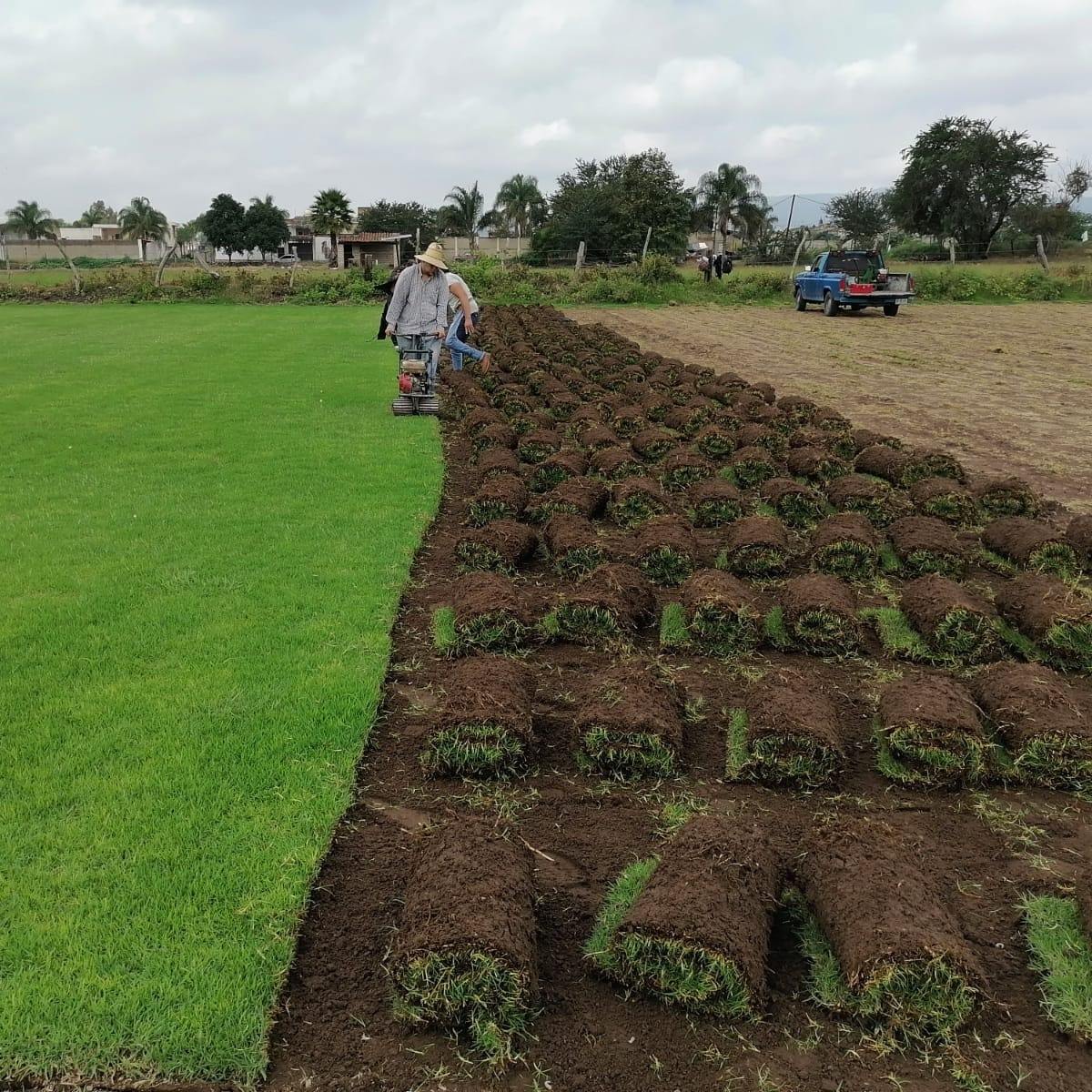 Pasto en rollo siempre verde | Guadalajara