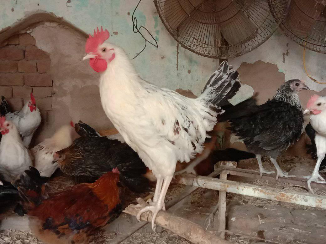 Golden masris farming | Multan