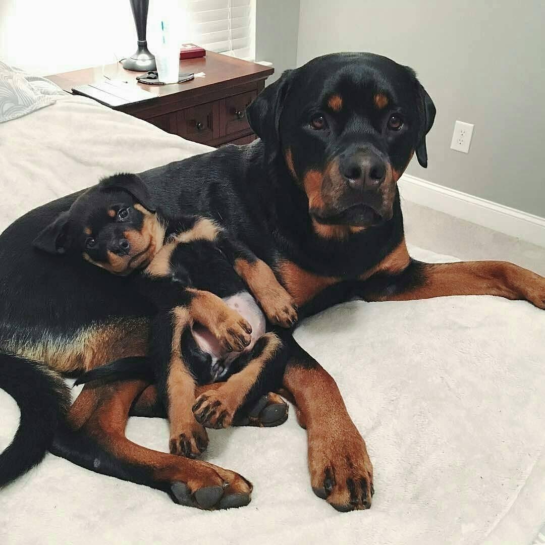 Rottweilers owners