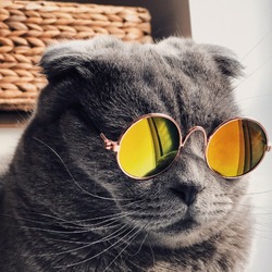 Profile for Kitty Lifestyle
