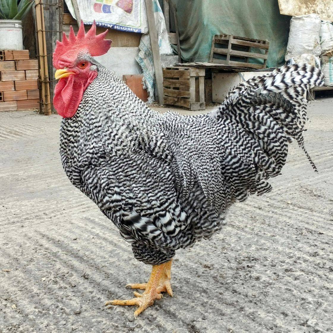 Criadero - La Plymouth Rock es una raza de gallina originaria de ...