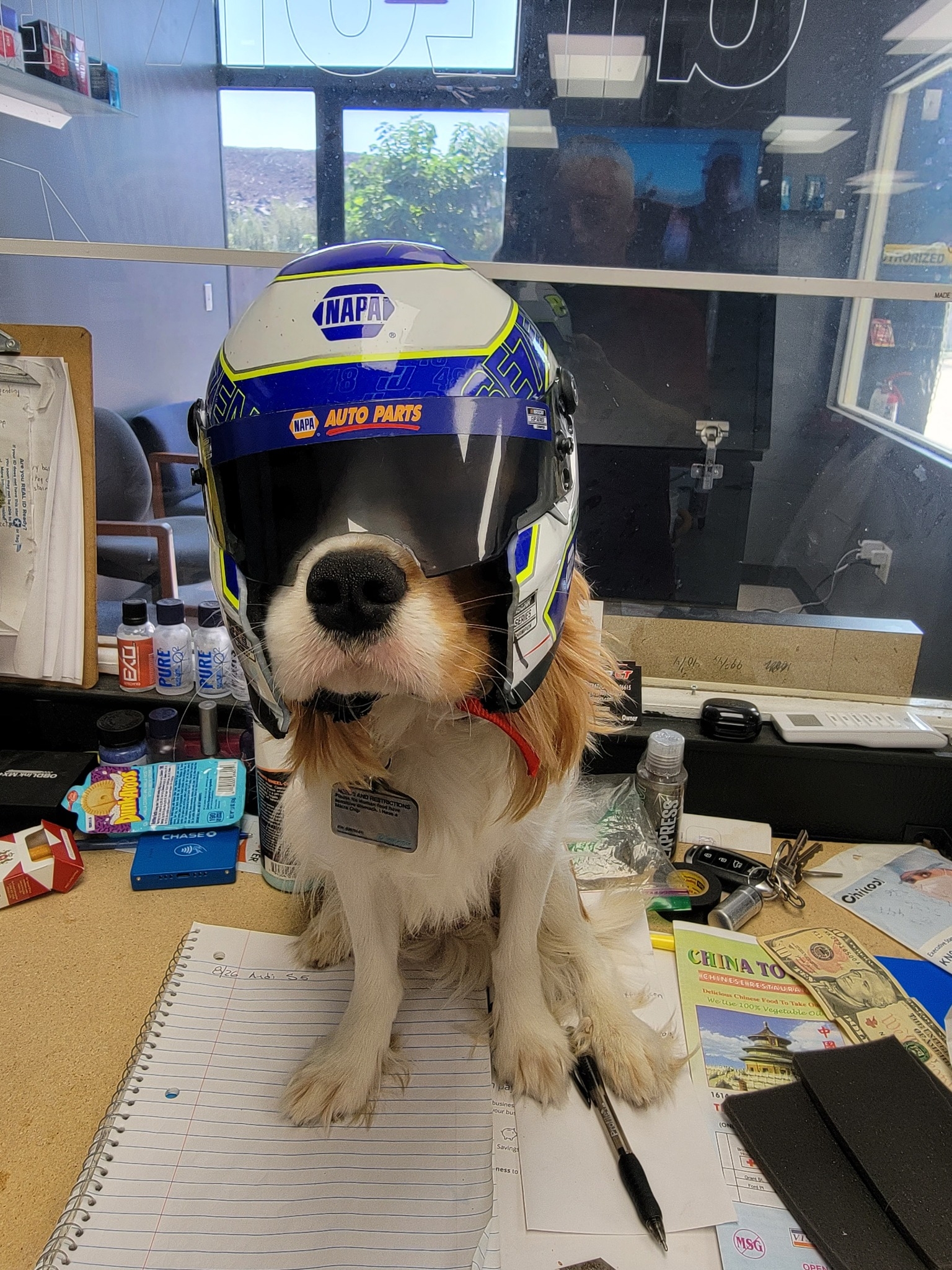 Adv Dog