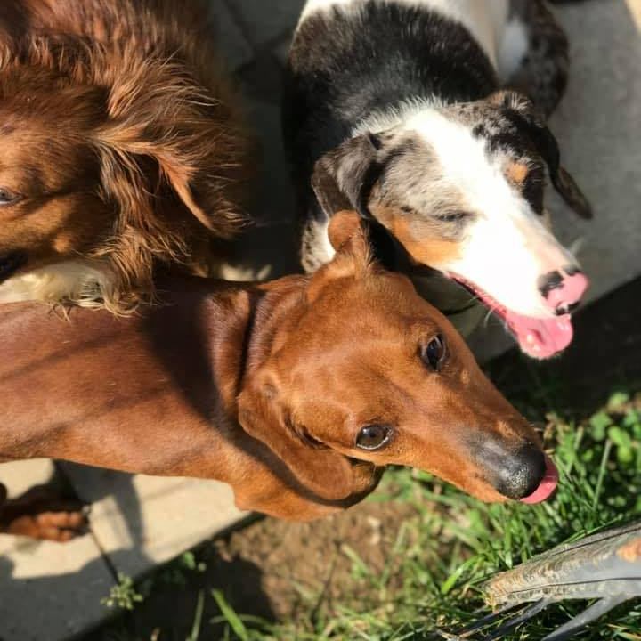 Deb’s Dachshund Ranch