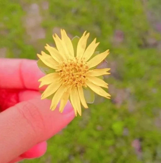 Anicha Ibnat Munni