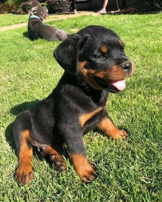 ro... - Healthy Akc German Rottweiler puppies for home keeping | Facebook