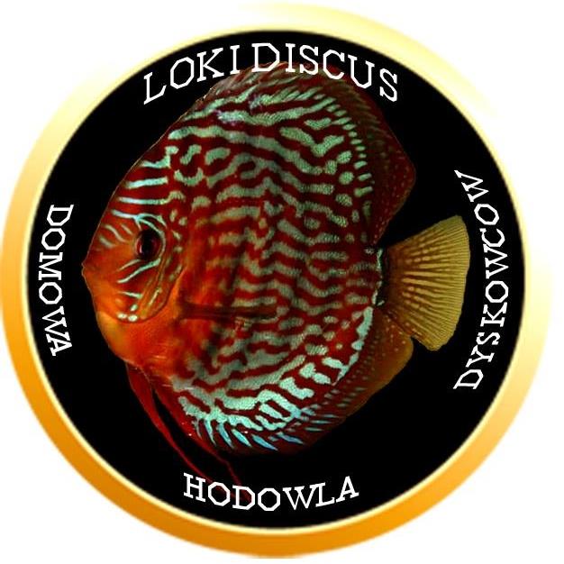 Loki discus