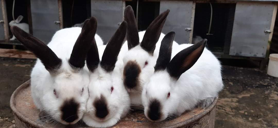 Executive rabbits | Nairobi