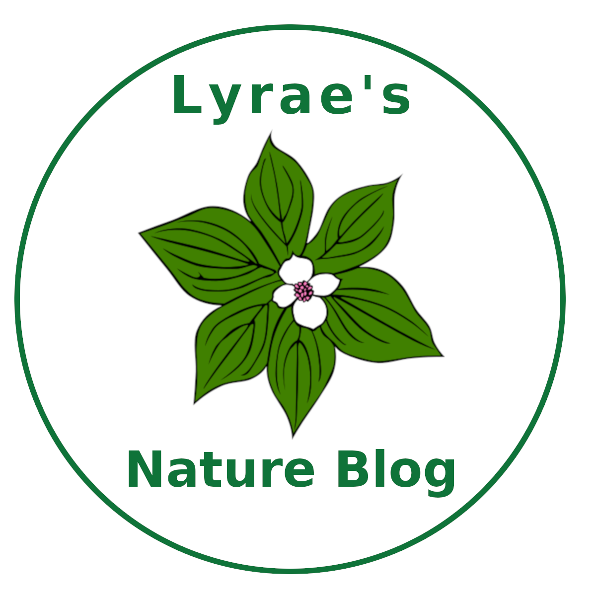 Linden Tree Identification Guide