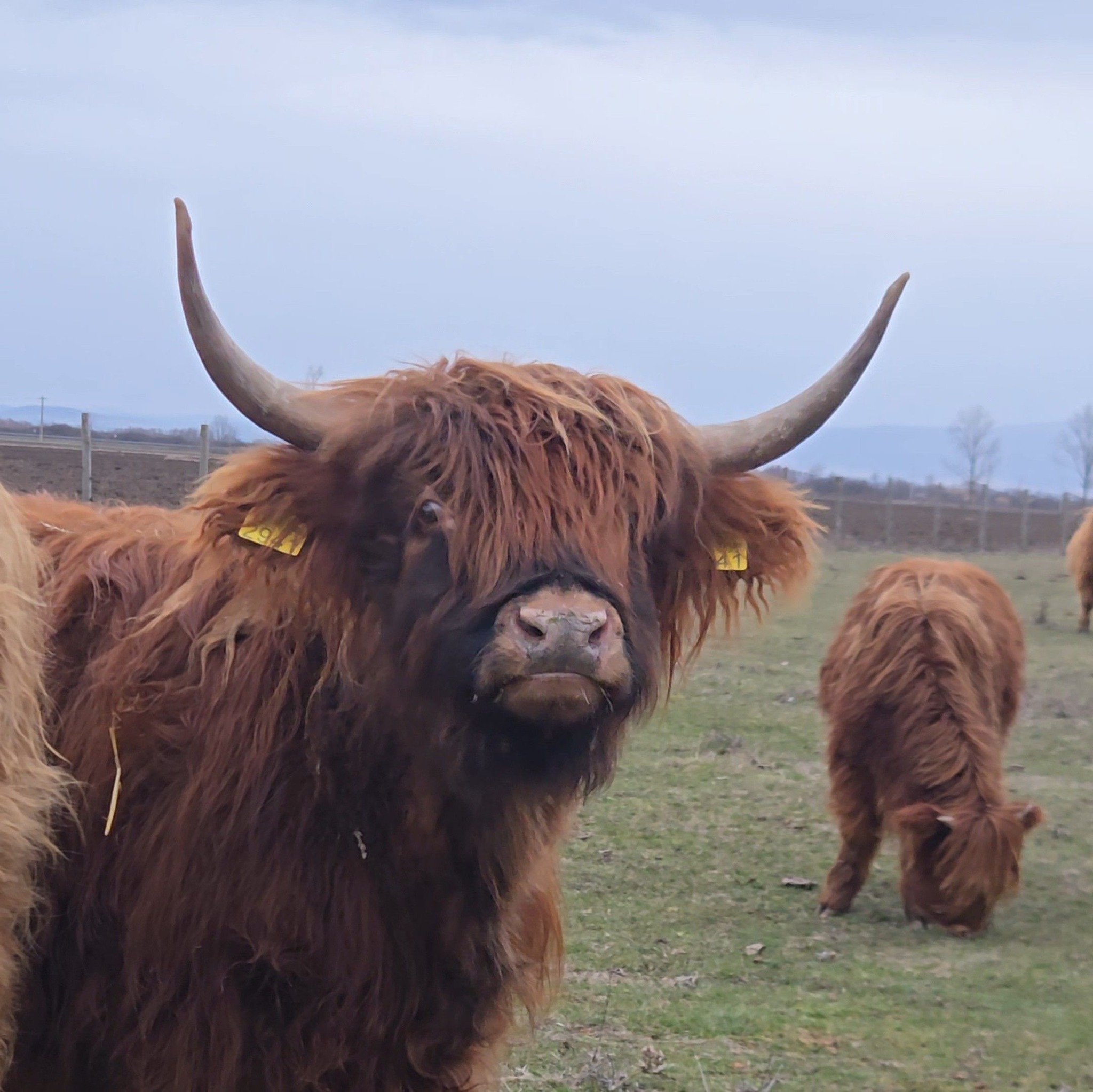 Vaci frezate și tunate - Highland Scottish | Seleus