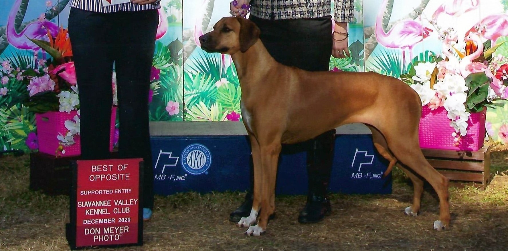 Chioke Rhodesian Ridgebacks | Bronson FL