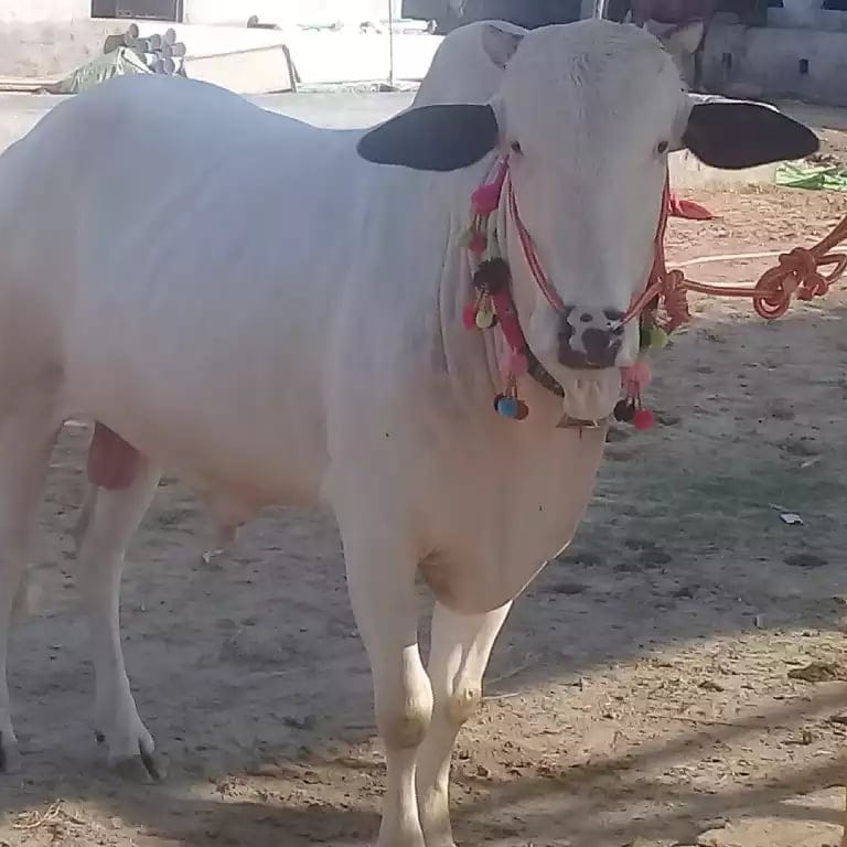 ملک ساجد عباس