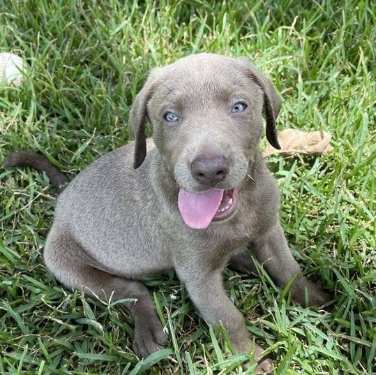 Labrador puppies