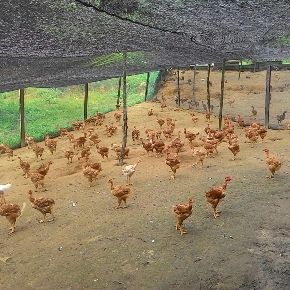 Natural Chicken Farm( 天然农场） | Kuala Selangor