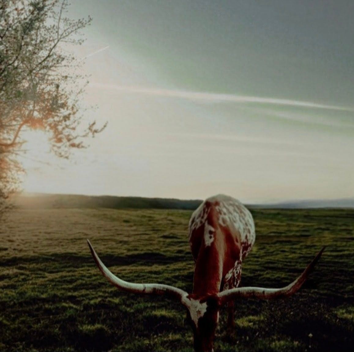 Longhorn Cattle Buy , Sell & Trade | Facebook