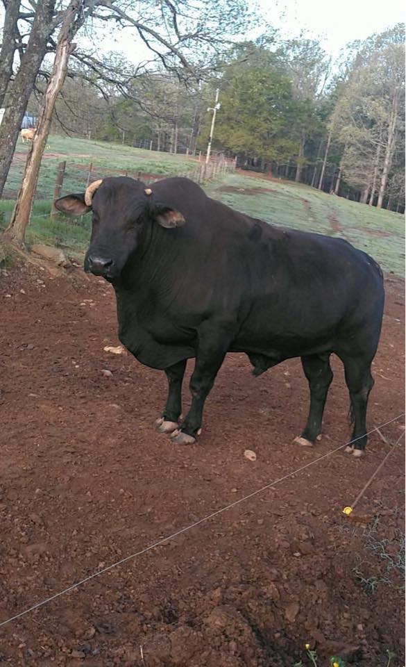 New Pickens Rodeo | Pickens SC