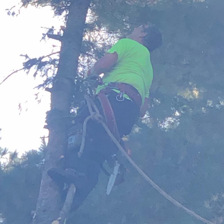 Madden's Tree Service