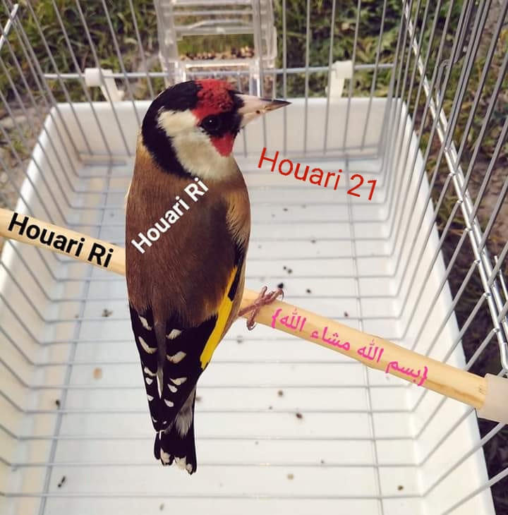 Houari charbonneret 21
