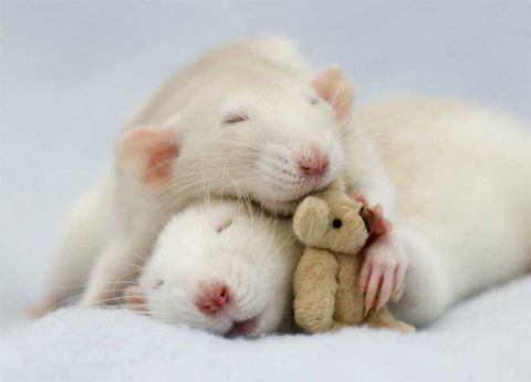 Nebraska Rat Fans