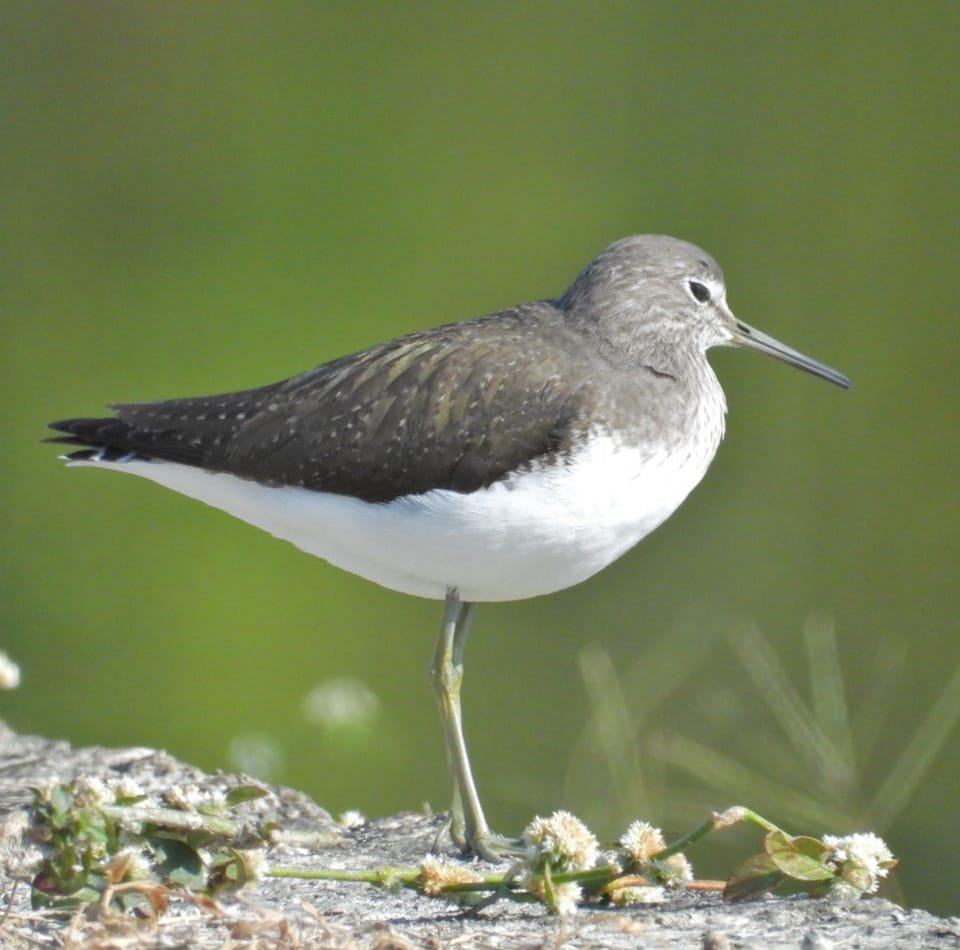 Leisure for Birding