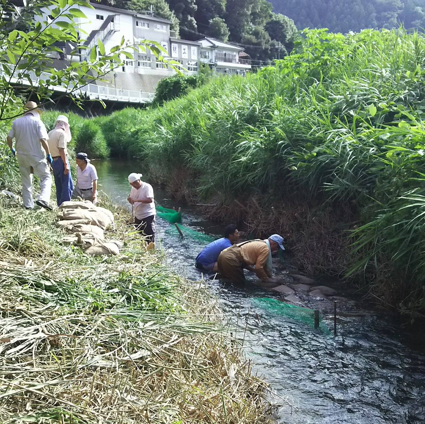 支流を浄化する研究会、大和吉野川